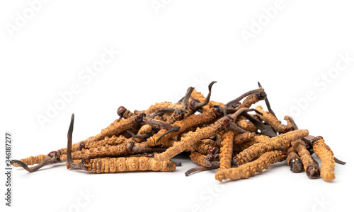 close up Ophiocordyceps sinensis or mushroom cordycep this is a herbs. Medicinal properties in the treatment of diseases.