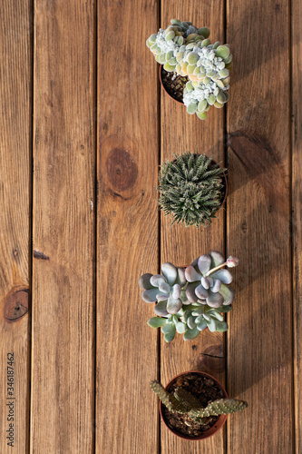 Succulents on the wooden board as a background