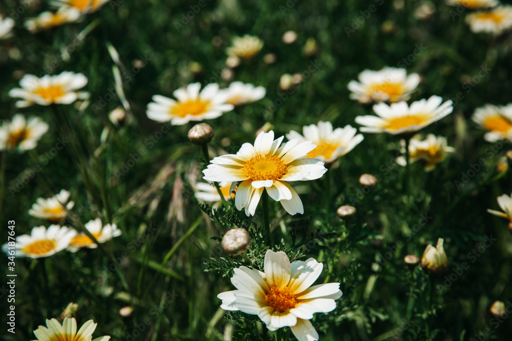 Fototapeta premium Daisys growing of the island of Santorini 