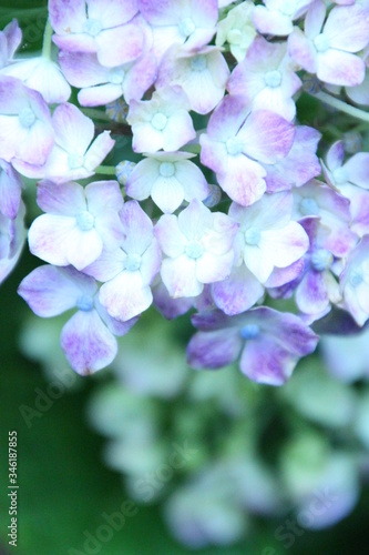 紫陽花 © blue moon dragon  