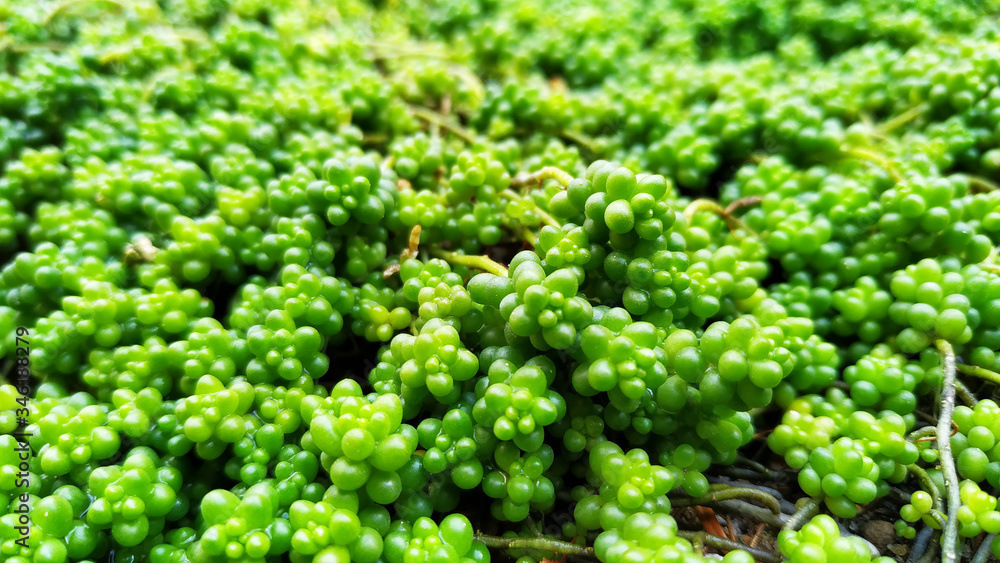 Green plant in the ground. The concept of landscape design. Green plant in the ground. The concept of landscape design.