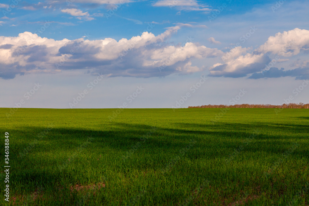 Fototapeta premium Field of young green grass and blue sky in white clouds. Can be used as a desktop wallpaper