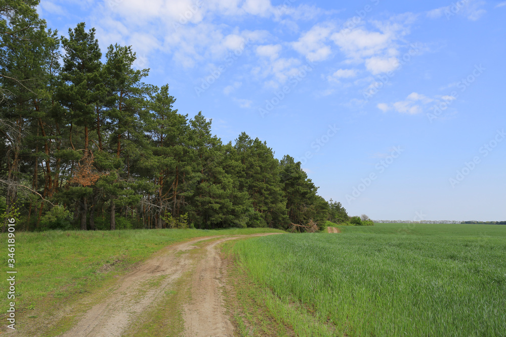 dirt road along border of forest and green field