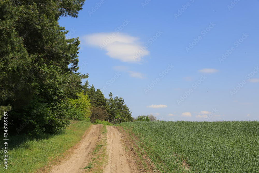 Fototapeta premium rut road on border of agricultural field with green grass