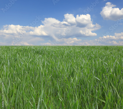 Green grass on meadow