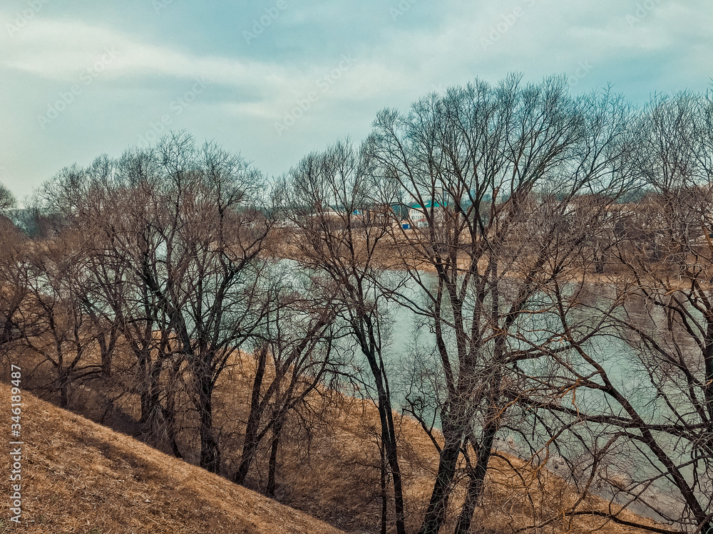 Fototapeta premium trees and sky