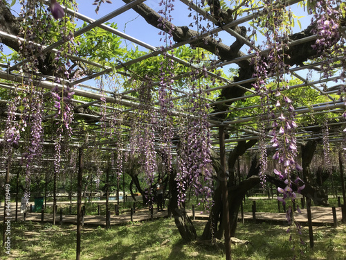 A wisteria trellis called ”Gomangoku Fuji” in Okazaki Park photo