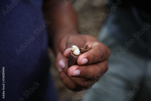 Hand holding nutritious white worm living in nut in Amazon Rainforest, Brazil
