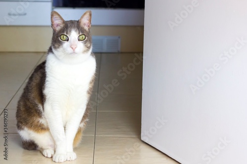 Hungry white gray adult cat sitting in front of a kitchen door. Close up. space for text