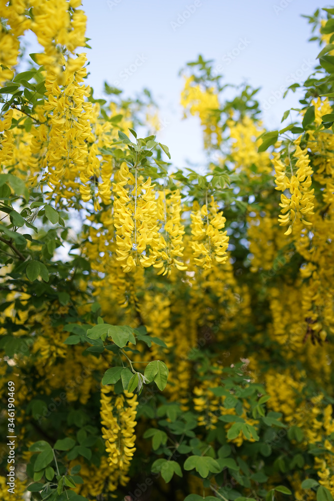 Laburnum, sometimes called golden chain or golden rain, is a genus of two species of small trees in the subfamily Faboideae of the pea family Fabaceae. Laburnum, sometimes called golden chain or golden rain, is a genus of two species of small trees in the subfamily Faboideae of the pea family Fabaceae.