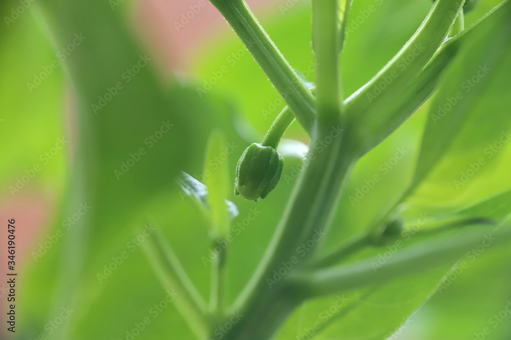 Fototapeta premium Chili pepper bud in garden
