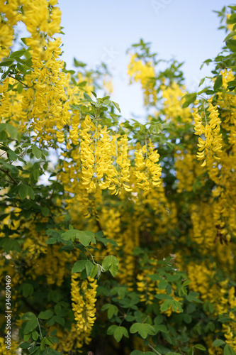 Fototapeta Naklejka Na Ścianę i Meble -   Laburnum, sometimes called golden chain or golden rain, is a genus of two species of small trees in the subfamily Faboideae of the pea family Fabaceae.   