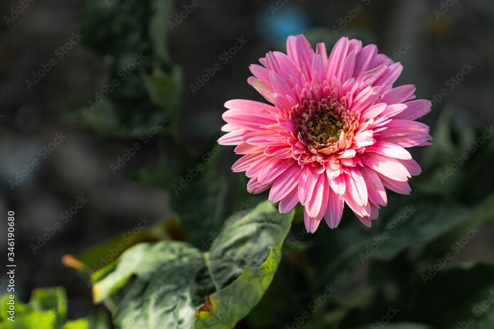 Obraz premium pink Gerbera flower