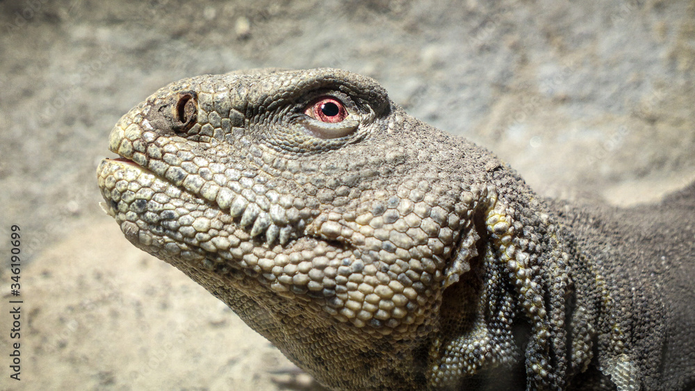 Obraz premium Close up of a lizard