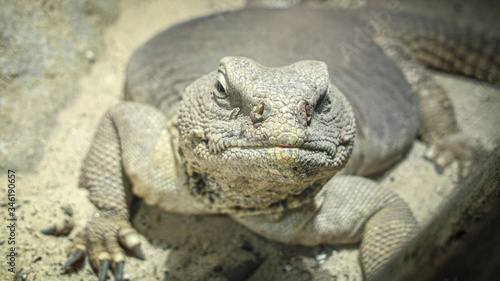 Close up of a lizard