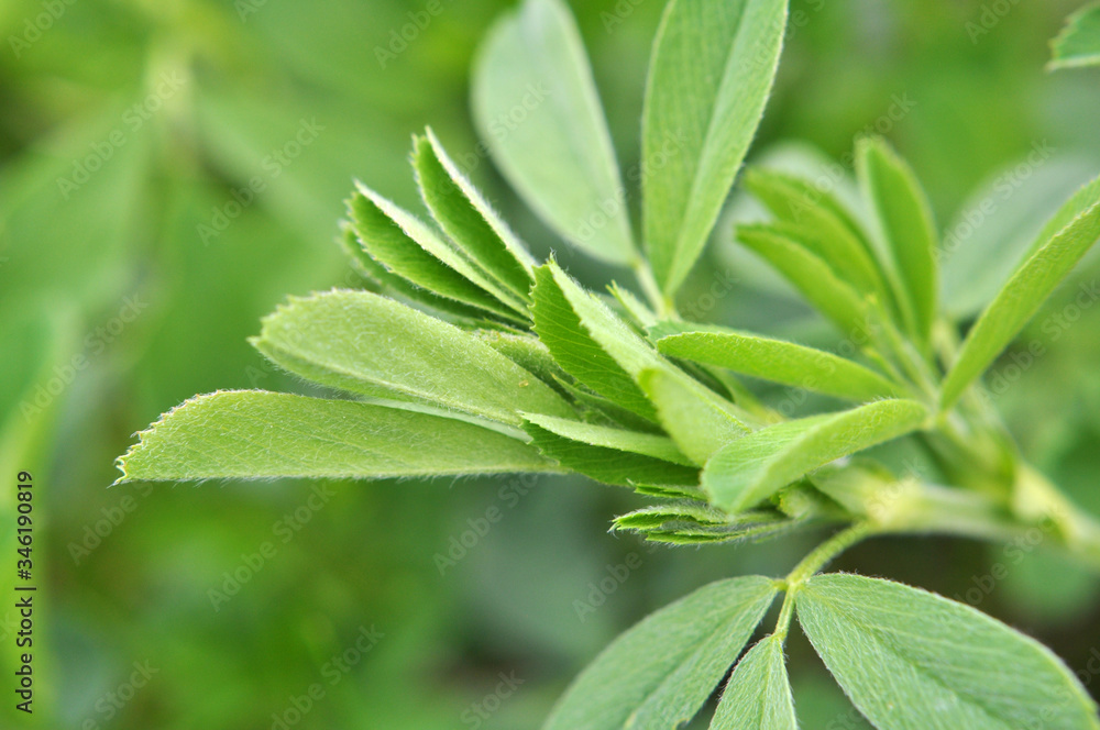 In the spring field young alfalfa grows In the spring field young alfalfa grows