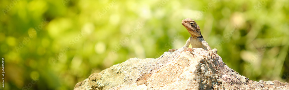 Little lizard sitting on the rock under the sun web header Little lizard sitting on the rock under the sun web header