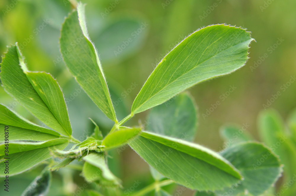 In the spring field young alfalfa grows In the spring field young alfalfa grows