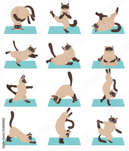 Cats yoga. Siamese cats. Different yoga poses and exercises