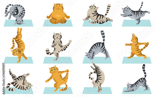 Cats yoga. Different yoga poses and exercises. Striped and tabby cat colors