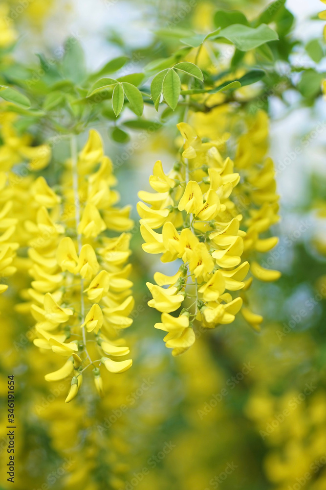 Laburnum, sometimes called golden chain or golden rain, is a genus of two species of small trees in the subfamily Faboideae of the pea family Fabaceae. Laburnum, sometimes called golden chain or golden rain, is a genus of two species of small trees in the subfamily Faboideae of the pea family Fabaceae.