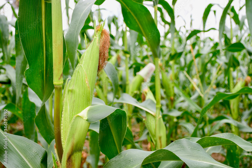 A selective focus picture of corn cob in organic corn field. Corn farm