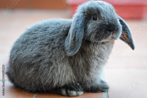 Portrait of an adorable gray baby bunny or rabbit on domestic background.
