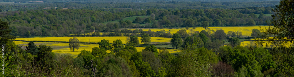 Panoramic yellow rapeseed fields on Surrey , south England - UK