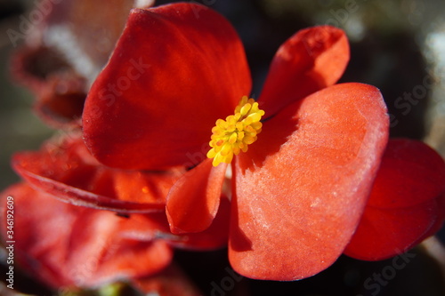 Macro photography of spring flowers 
