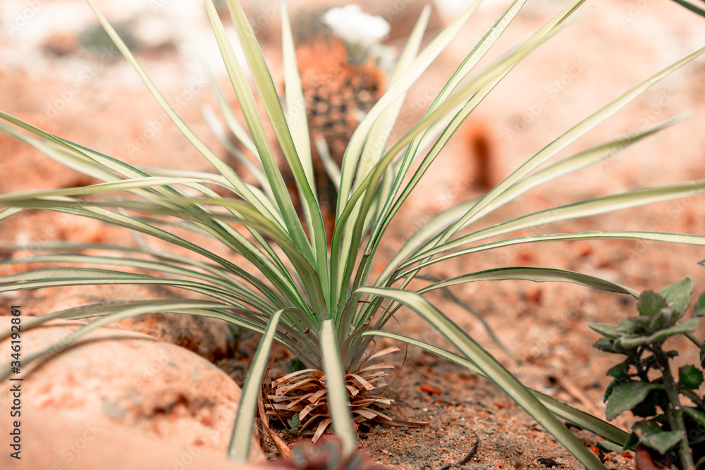 Close-up view of the plants planted in the plot for propagation, many types, to decorate the garden or cultivation for sale. Close-up view of the plants planted in the plot for propagation, many types, to decorate the garden or cultivation for sale.