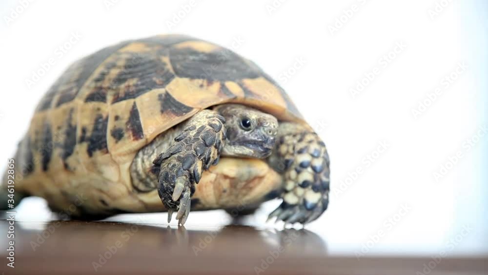Glamorous tortoise slowly leaves Glamorous tortoise slowly leaves