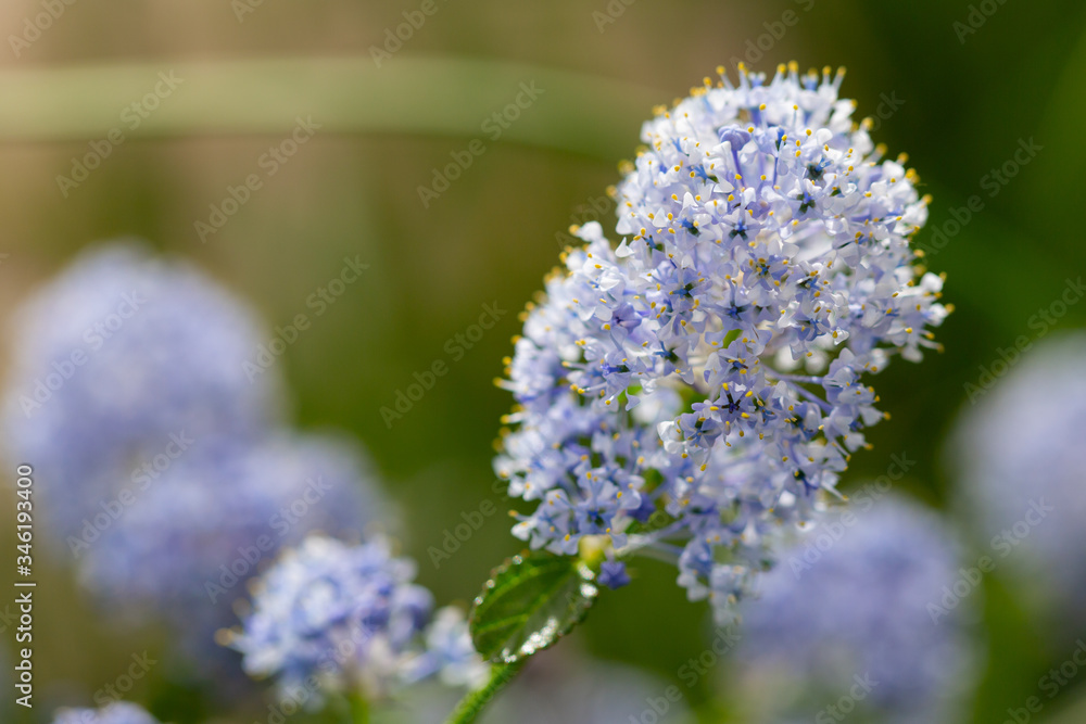 Beautiful blooming ceanothus in May Beautiful blooming ceanothus in May