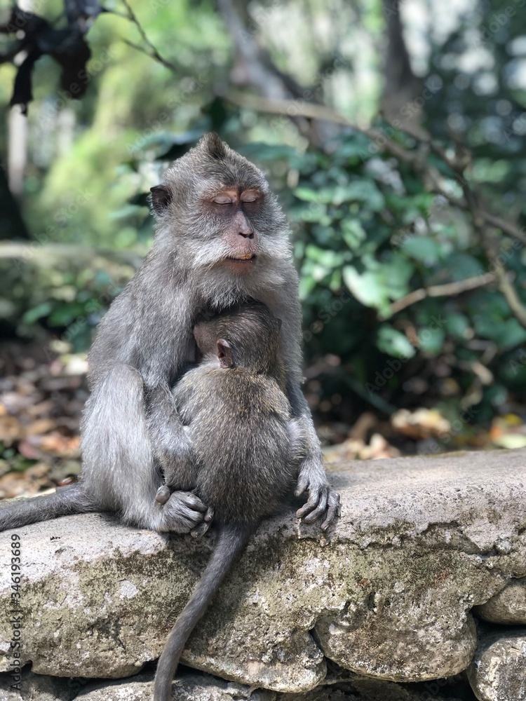 Obraz premium monkey hug