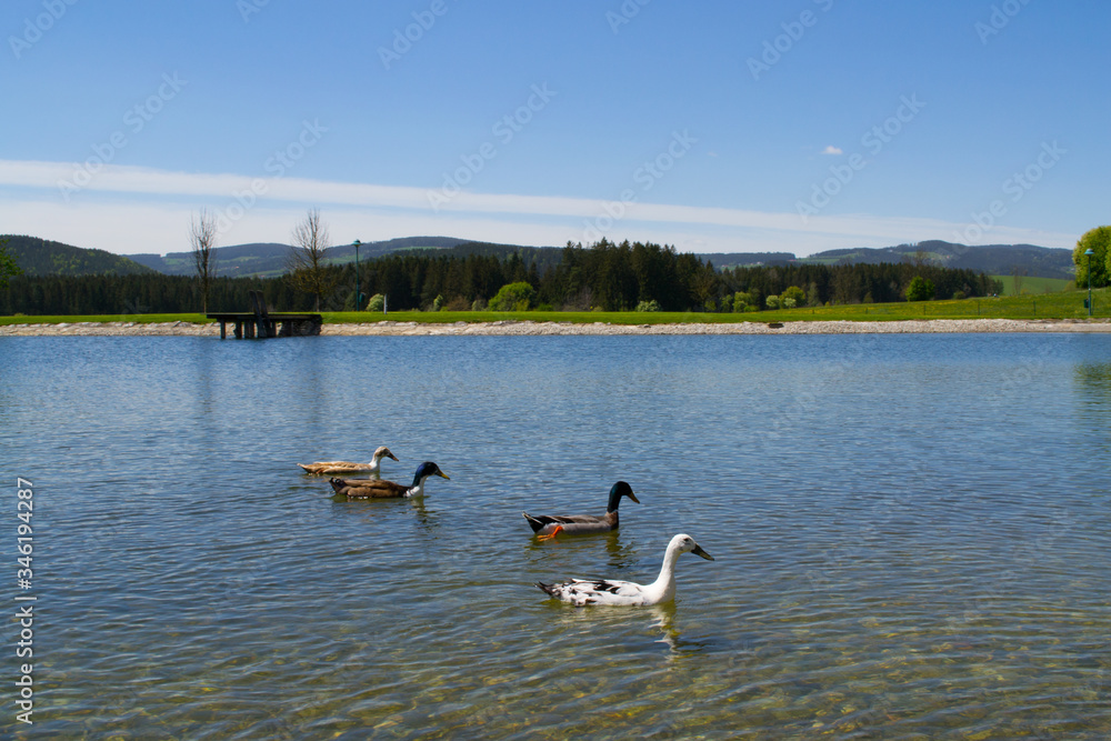 Beautiful ducks are swimming in the lake. Lake in the Alps mountains, Austria.