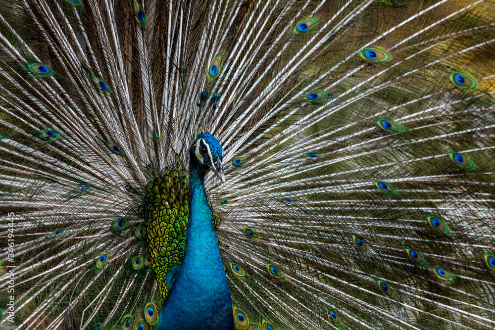 Naklejka premium One Lovely Exotic male peacock showing his feather