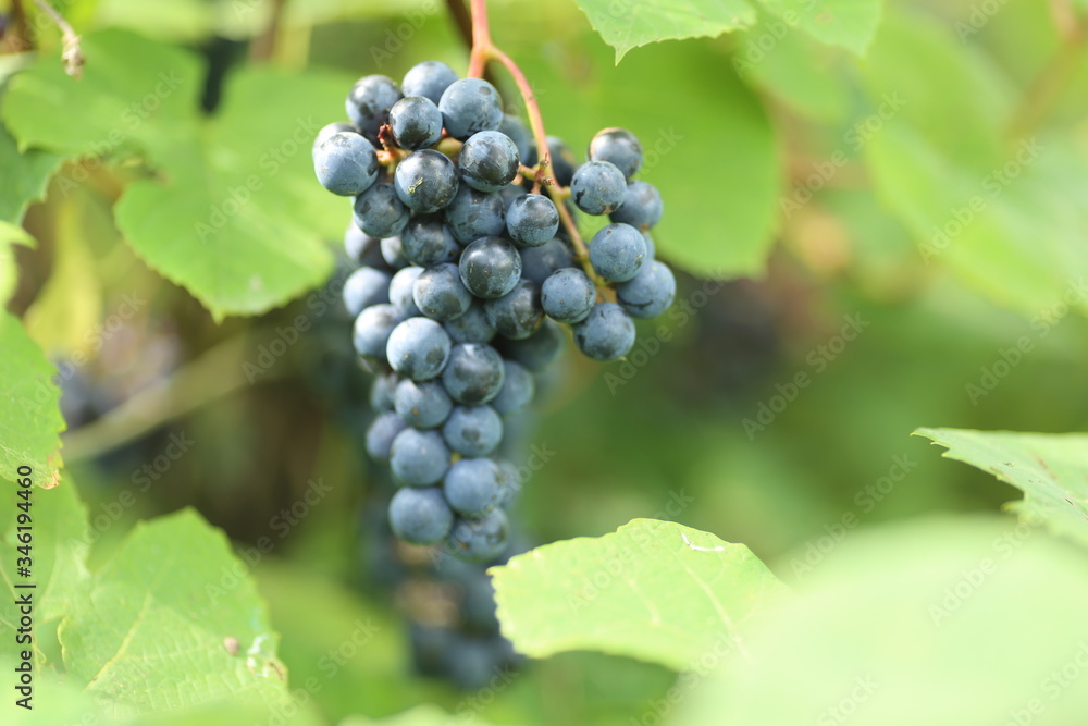 Vineyard Vineyard