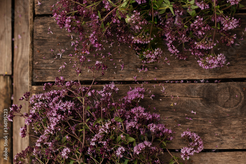 Preparation for drying medicinal herbs - oregano. Alternative medicine is good for your health. Natural nature and rustic style. Purple flowering plants