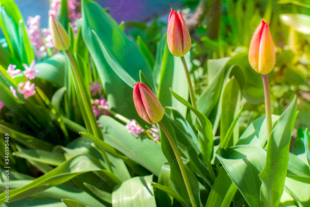 Unopened Tulip buds in the garden