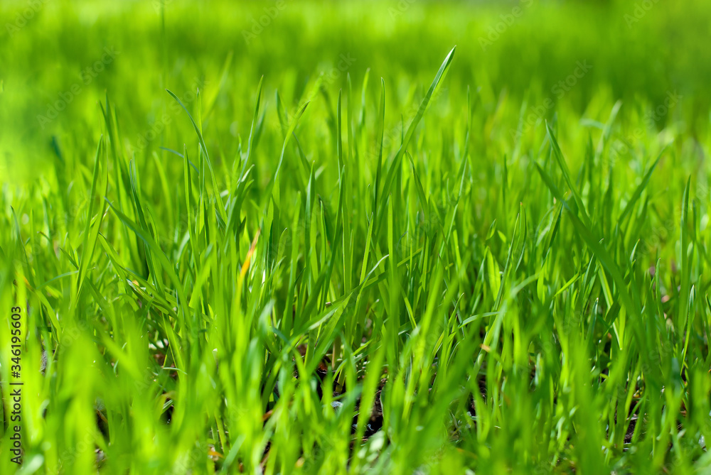 Close up of fresh thick grass in the hose yard. Gardening and spring, summer time in the sunny day. Nature happiness Close up of fresh thick grass in the hose yard. Gardening and spring, summer time in the sunny day. Nature happiness