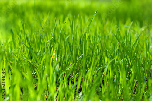 Close up of fresh thick grass in the hose yard. Gardening and spring, summer time in the sunny day. Nature happiness