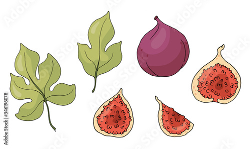 Set of figs and leaves isolated on white background.