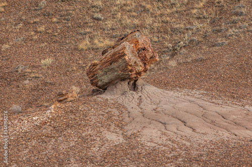 Petrified Forest in National Park in Arizona