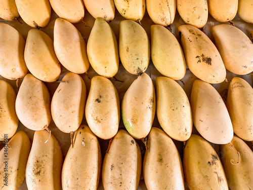 Group of sweet yellow mangos. Tropical fruit
