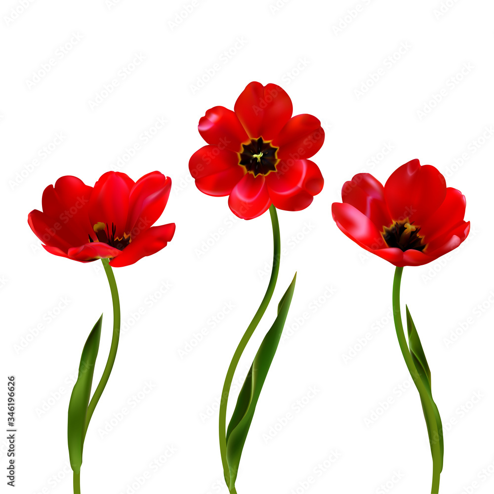 Red flowers. Floral background. Tulips. Isolated. Green. Leaves.