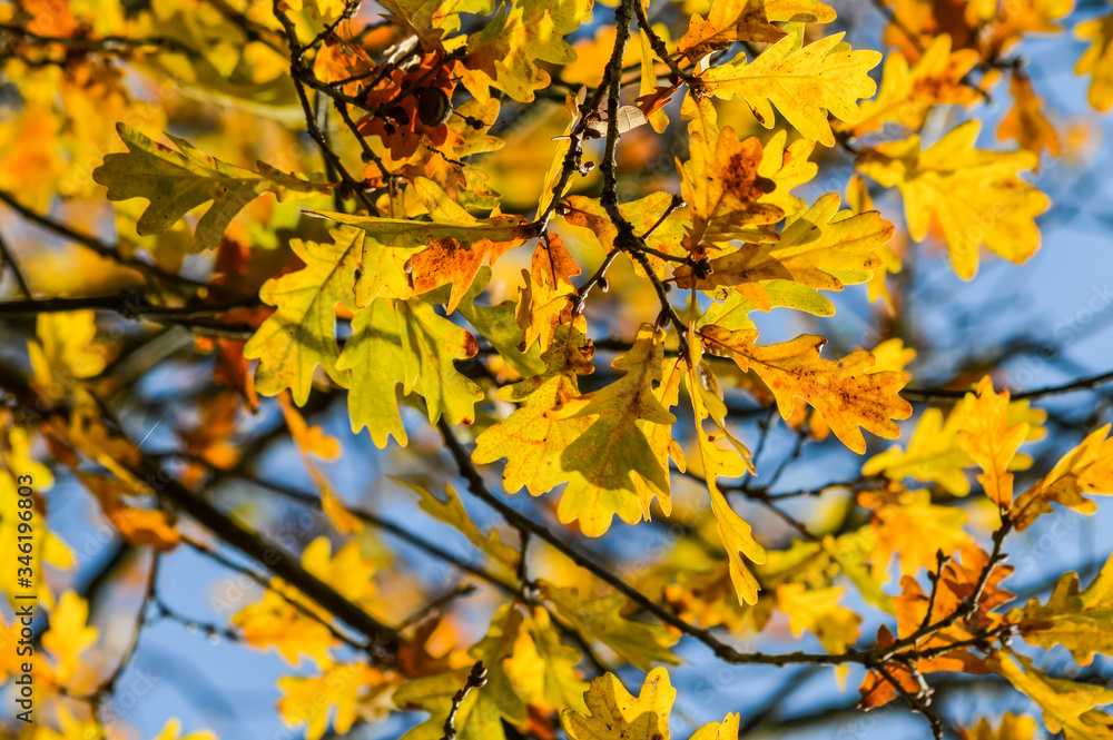 Sunlight through yellow and orange leaves of an oak tree in autumn - background