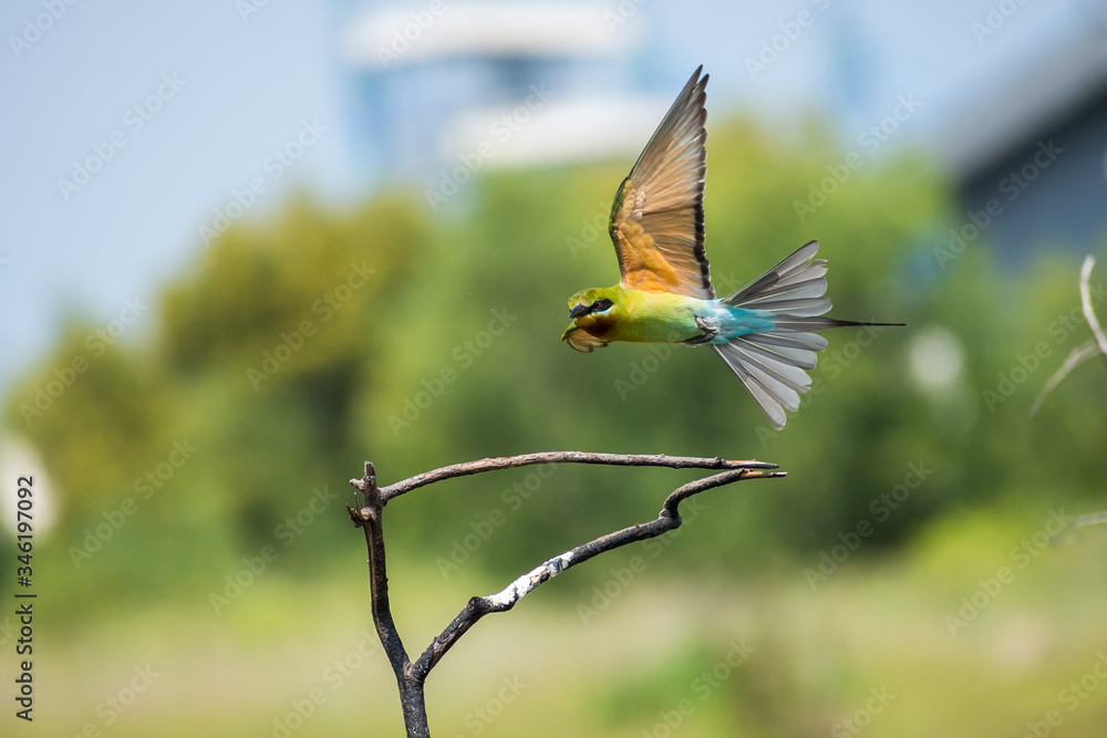 Lovely Blue-tailed bee-eater (Merops philippinus) fly in motion
