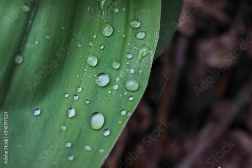 Raindrops on a leaf. Green leaves natural background. Lily of the valley (Convallaria majalis) in the spring forest after the rain. Top view.