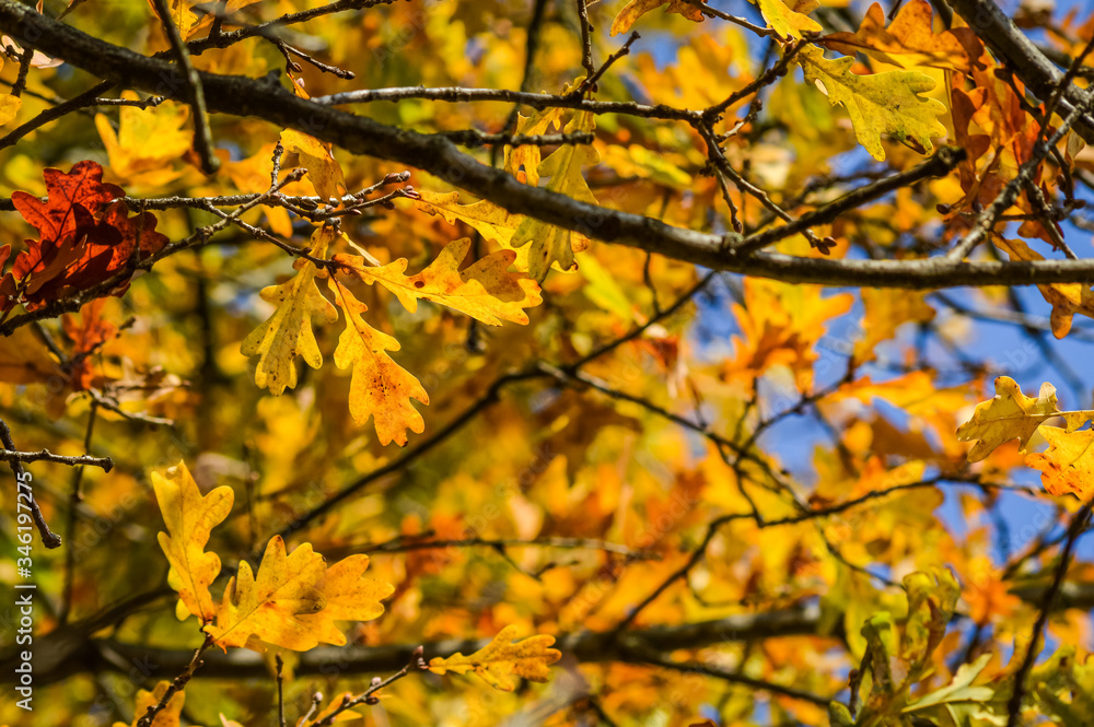 Sunlight through yellow and orange leaves of an oak tree in autumn - background Sunlight through yellow and orange leaves of an oak tree in autumn - background