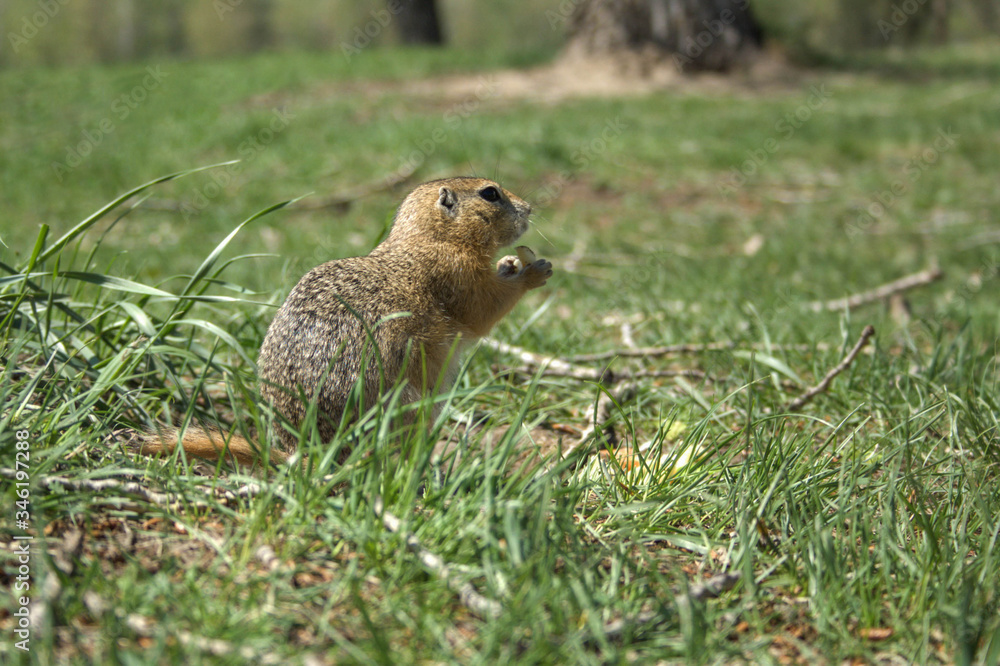 Fototapeta premium Brown gopher on green field