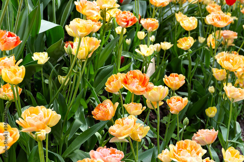 Beautiful yellow-orange tulips in the spring garden..